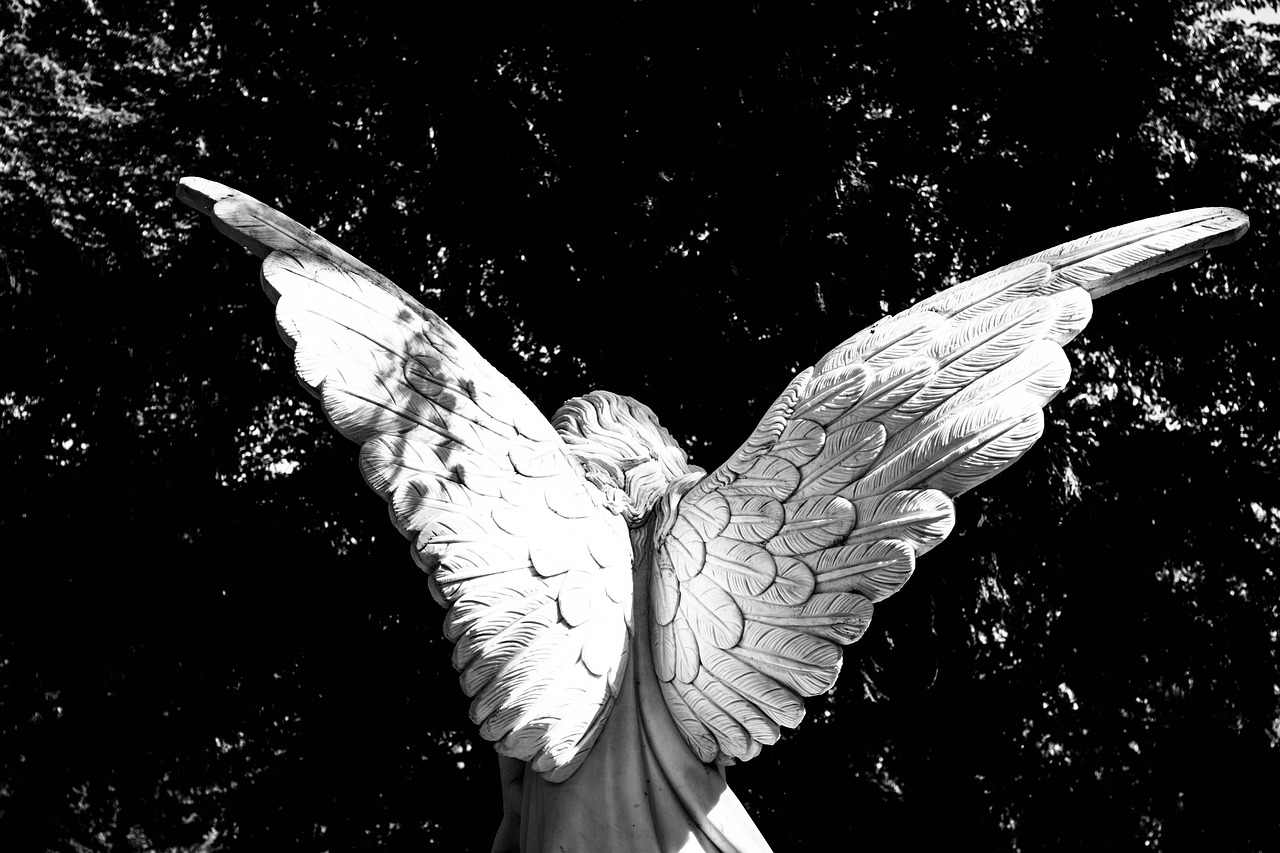 angel, wing, angel wings