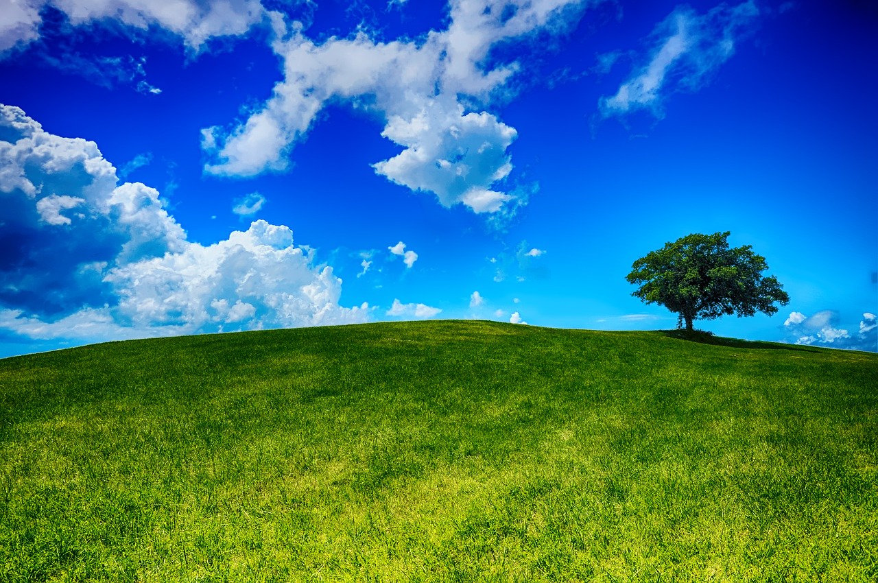 hill, tree, landscape