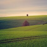 land, outdoors, meadow