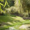 willow, grass, river, bridge, summer, park, nature, wind, sunlight