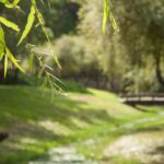 willow, grass, river, bridge, summer, park, nature, wind, sunlight