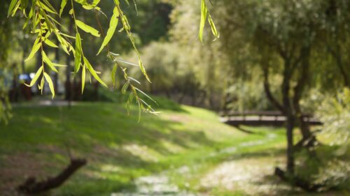 willow, grass, river, bridge, summer, park, nature, wind, sunlight